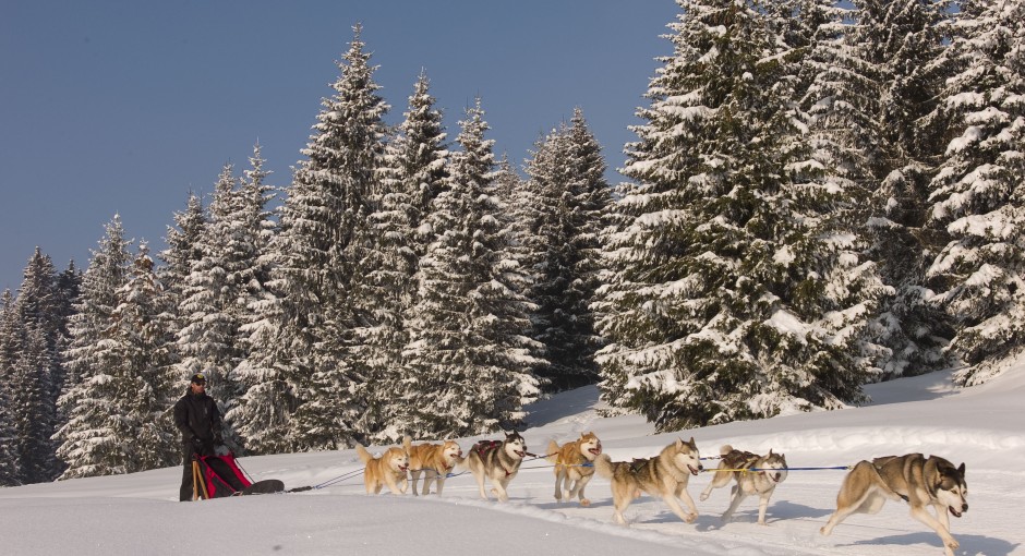 dog_sledding