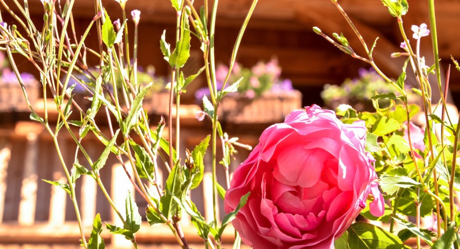 flowers-closeup